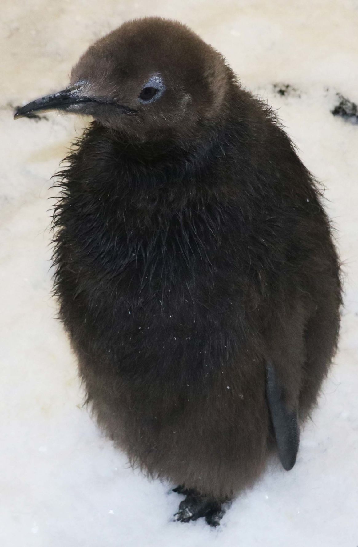 King penguin